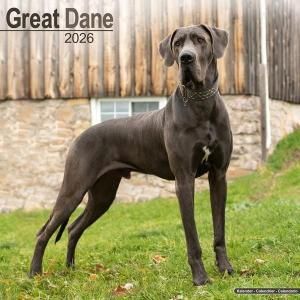 Avonside 졼ȥǡ great dane ᤯ꥫ