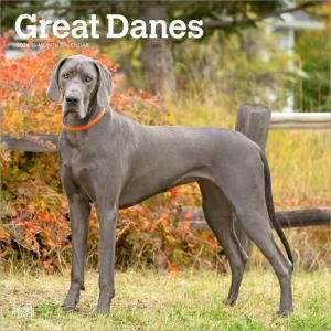 BrownTrout졼ȥǡ󡡥Great Danes