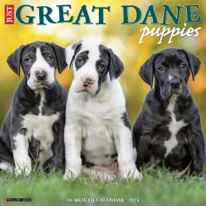 WillowCreek　グレートデーン【パピー】カレンダー　Just Great Dane Puppies