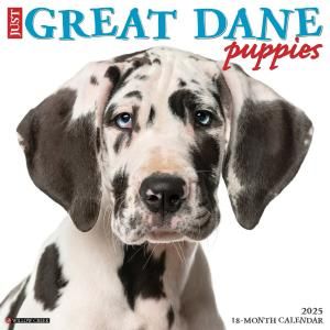 WillowCreek졼ȥǡڥѥԡۥJust Great Dane Puppies