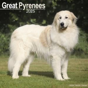 Avonside 졼ȥԥˡ Great Pyrenees