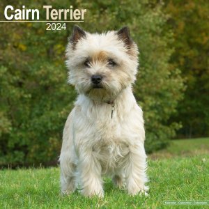 Avonside ƥꥢ Cairn Terrier