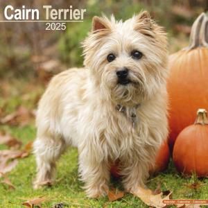 Avonside ƥꥢ Cairn Terrier