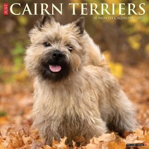 WillowCreekƥꥢCairn Terrier