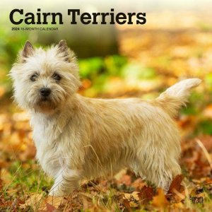 BrownTrout　ケアンテリア　カレンダー　Cairn Terrier