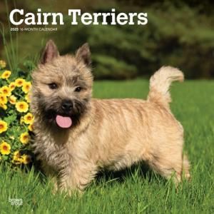 BrownTroutƥꥢCairn Terrier