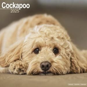 Avonside åס Cockapoo