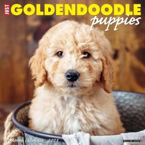 WillowCreekǥɥɥ ѥԡ---JUST GOLDENDOODLE PUPPIES