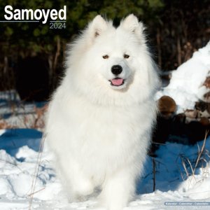 Avonside⥨ Samoyed