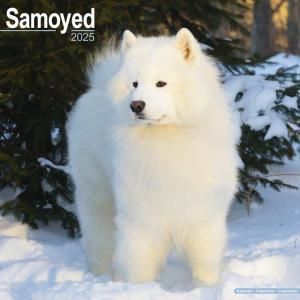Avonside⥨ Samoyed