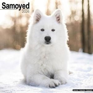 Avonside サモエド カレンダー Samoyed