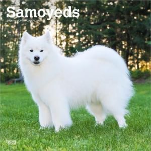 サモエド　Samoyed オリジナル　コート このばぶぅちゃんを どうしてくれようか🥹 どうしてくれようかぁ