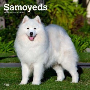 BrownTrout⥨ Samoyeds