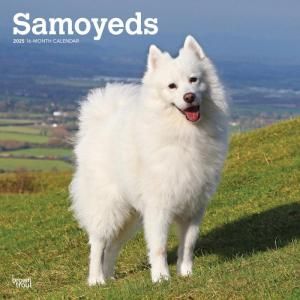 BrownTrout⥨ Samoyeds