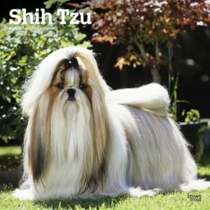BrownTrout Shih Tzu
