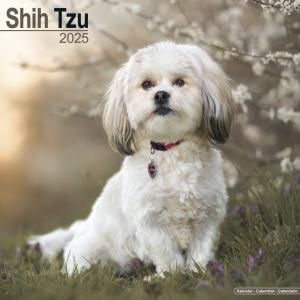 Avonside Shih Tzu