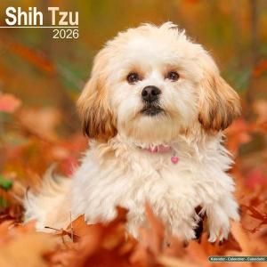 Avonside Shih Tzu