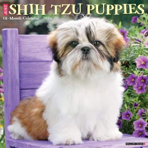 WillowCreek　シーズー【パピー】カレンダー　JUST Shih Tzu Puppies
