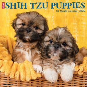 WillowCreekڥѥԡۥJUST Shih Tzu Puppies