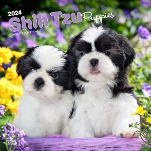 BrownTrout　シーズー【パピー】カレンダー　Shih Tzu Puppies