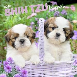 BrownTroutڥѥԡۥShih Tzu Puppies