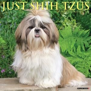 WillowCreek JUST Shih Tzu