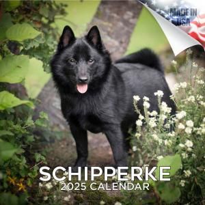 MEGAåѡ Schipperke