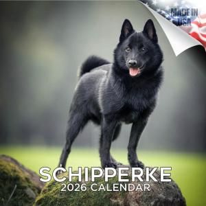 MEGAåѡ Schipperke