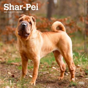 BrownTrout㡼ڥShar-pei