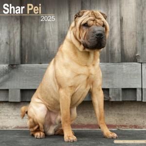 Avonside㡼ڥ Shar pei