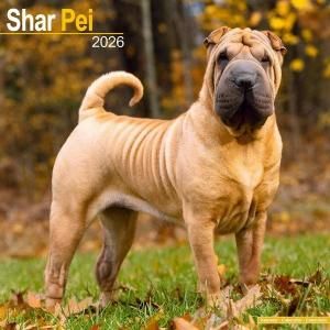 Avonside シャーペイ カレンダー Shar pei