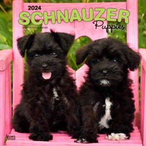 BrownTrout　シュナウザー【パピー】カレンダー　Schnauzer Puppies