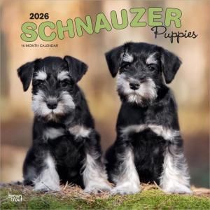 BrownTroutʥڥѥԡۥSchnauzer Puppies