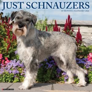WillowCreekʥJUST Schnauzer