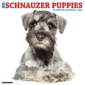 WillowCreekʥڥѥԡۥJUST Schnauzer Puppies