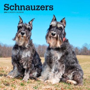 BrownTroutʥ Schnauzer