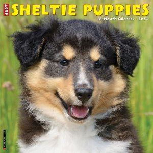 WillowCreek　シェットランドシープドッグ【パピー】カレンダー　JUST Sheltie Puppies