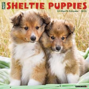 WillowCreekåȥɥץɥåڥѥԡۥJUST Sheltie Puppies