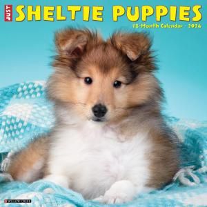 WillowCreekåȥɥץɥåڥѥԡۥJUST Sheltie Puppies