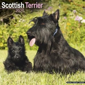 Avonsideƥåƥꥢ Scottish Trreier
