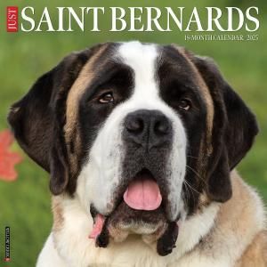 WillowCreekȥСʡ JUST Saint Bernards