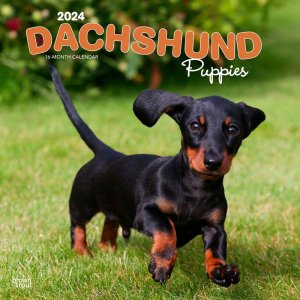 BrownTrout　ダックスフンド【パピー】カレンダー　Dachshund Puppies
