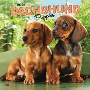 BrownTroutåեɡڥѥԡۥDachshund Puppies