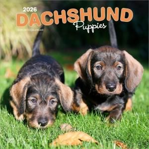 BrownTrout ダックスフンド【パピー】カレンダー Dachshund Puppies