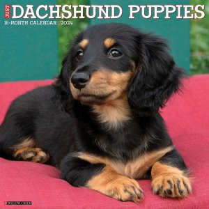 WillowCreek　ダックスフンド【パピー】 カレンダー　JUST Dachshund Puppies