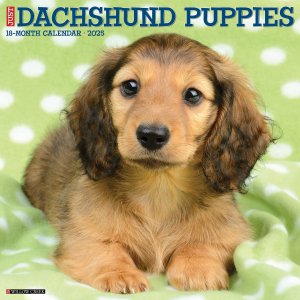 WillowCreekåեɡڥѥԡ JUST Dachshund Puppies