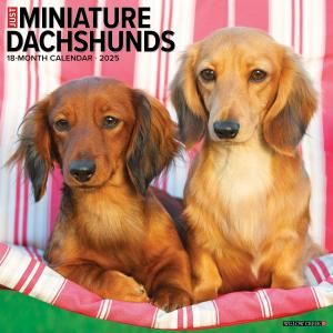 WillowCreekߥ˥奢åե ---JUST Miniature Dachshunds