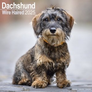 Avonside磻䡼إɥåե Wirehaired Dachshund