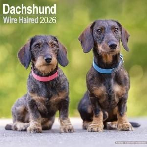 Avonside磻䡼إɥåե Wirehaired Dachshund