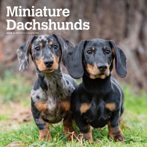 BrownTrout　ミニチュアダックスフンド カレンダー　Miniature Dachshunds